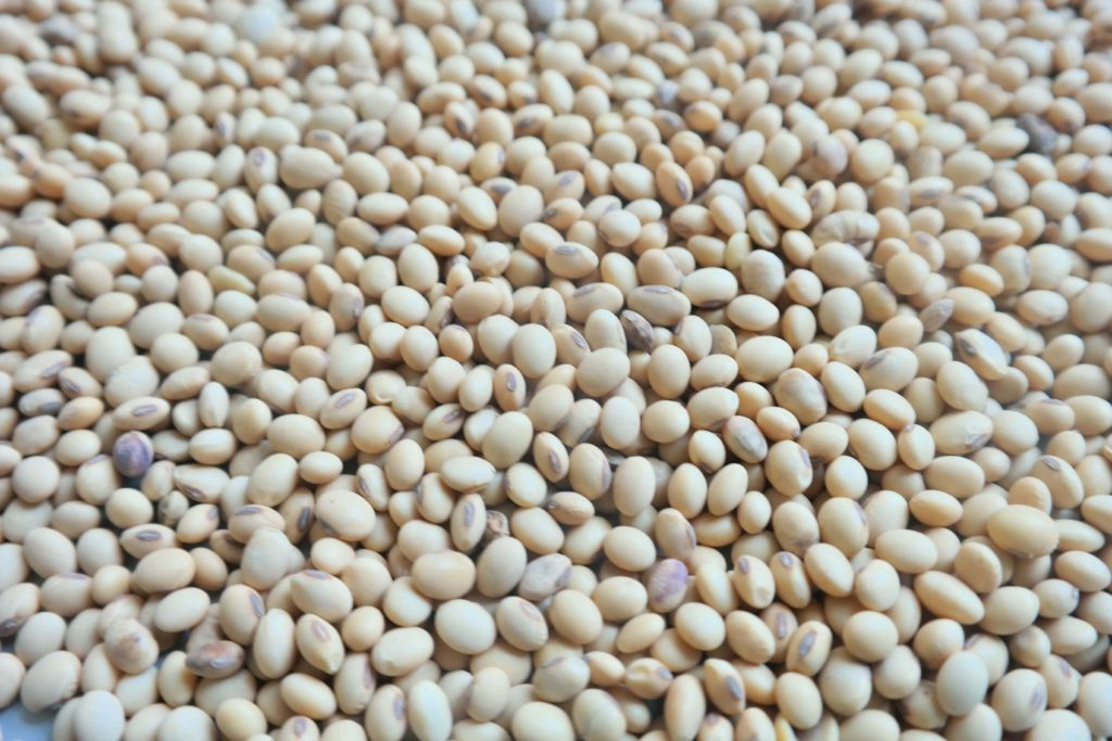 Visit our Soybeans Farm at Ejeh's Farm and Logistics Solutions located in Benue