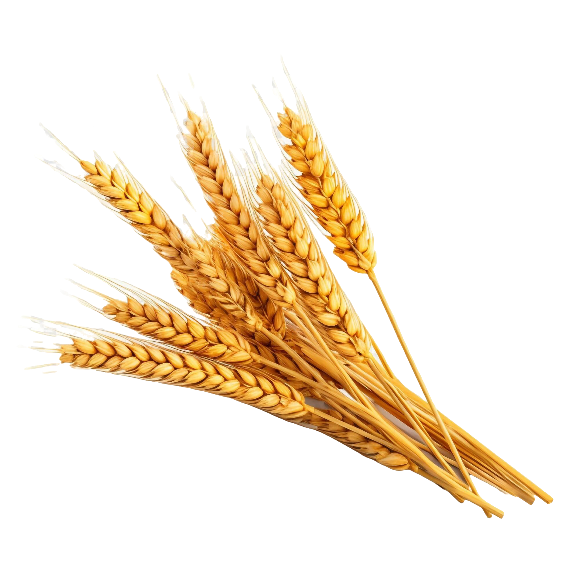 Staples crops at Ejeh's Farm and Logistic Solutions